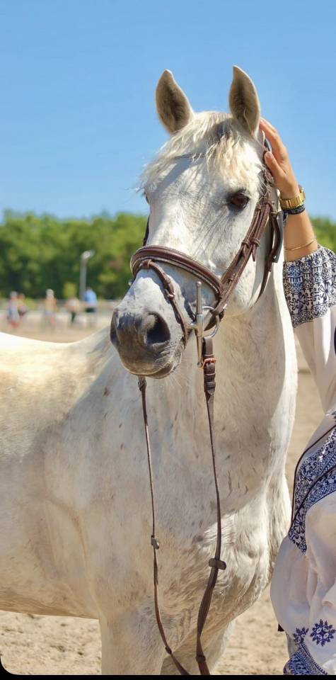 ⭐️ jolie cheval polyvalent⭐️