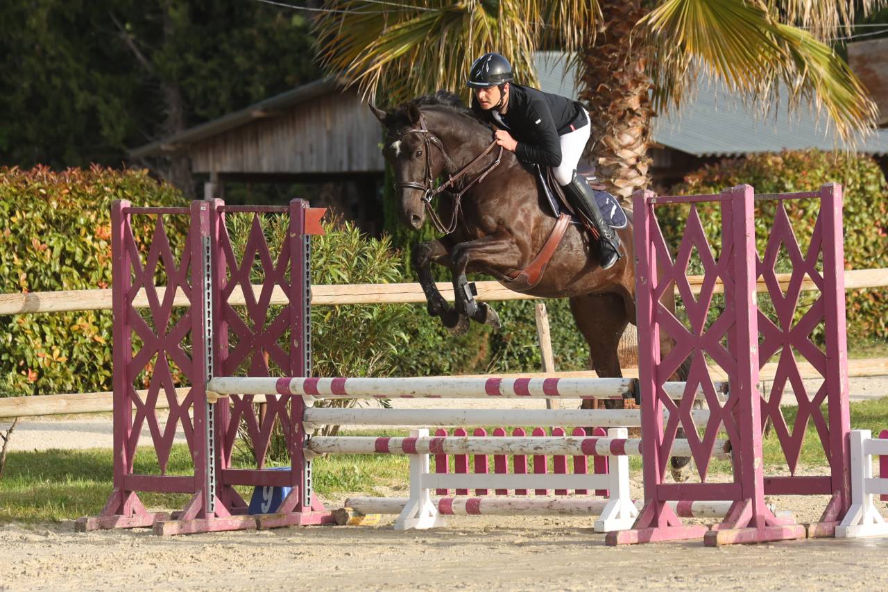 Hongre - Selle Fran&ccedil;ais - 5 ans - CSO - France