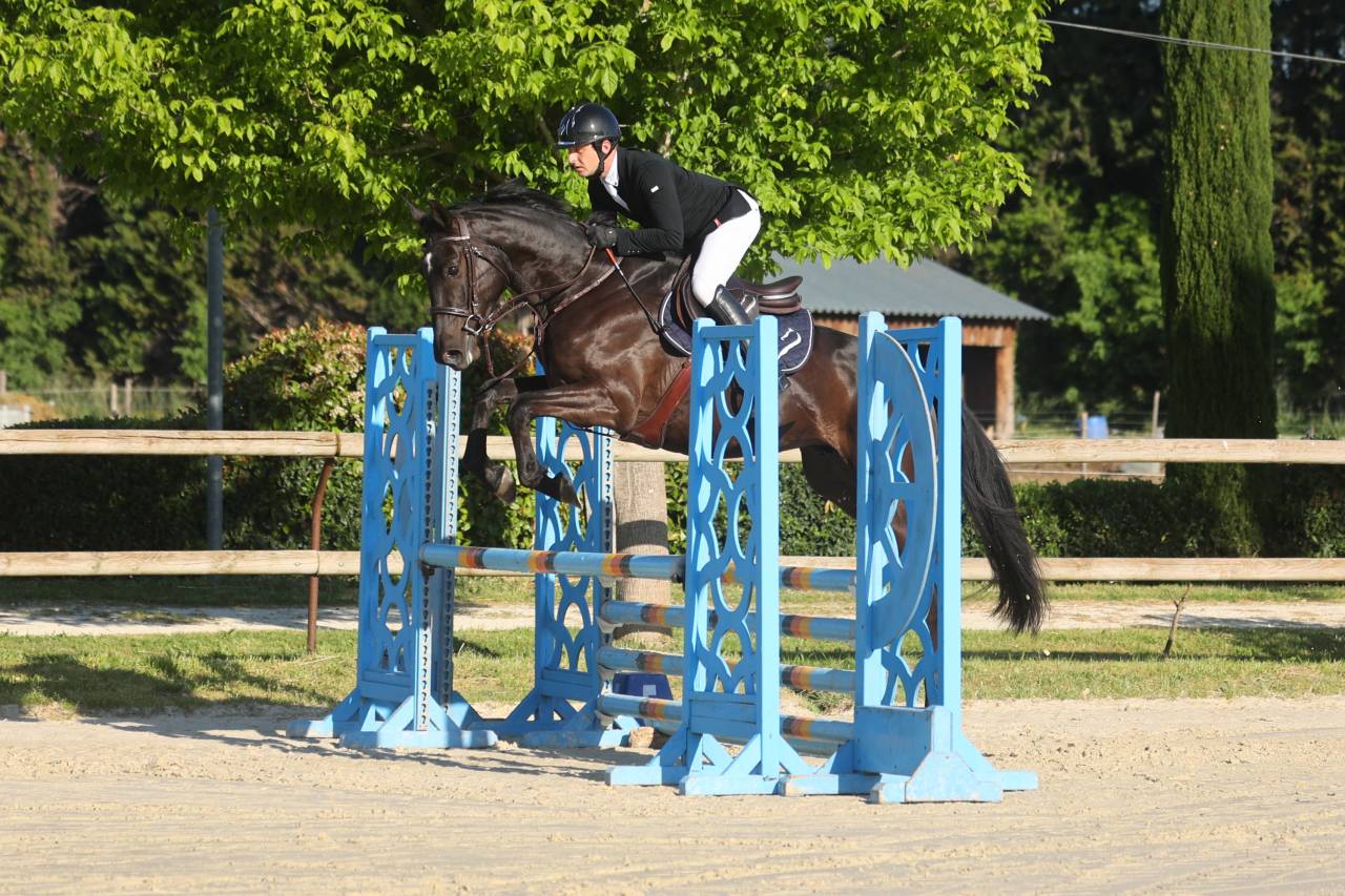 Hongre - Selle Fran&ccedil;ais - 5 ans - CSO - France