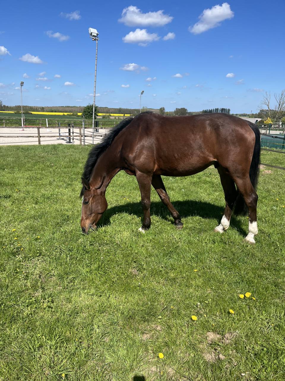 Cheval cso 