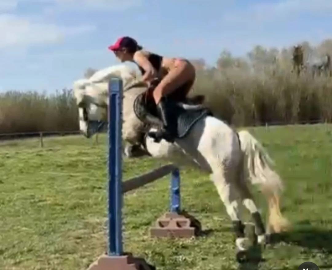 Poney oc a confier 