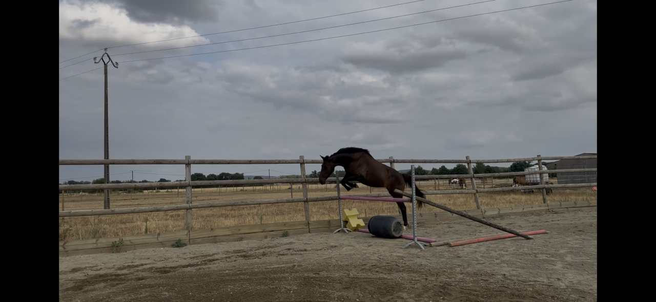 Jument de sport de 3 ans 