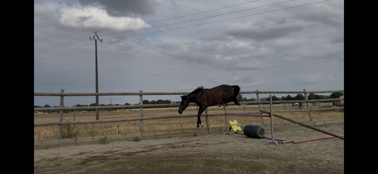 Jument de sport de 3 ans 