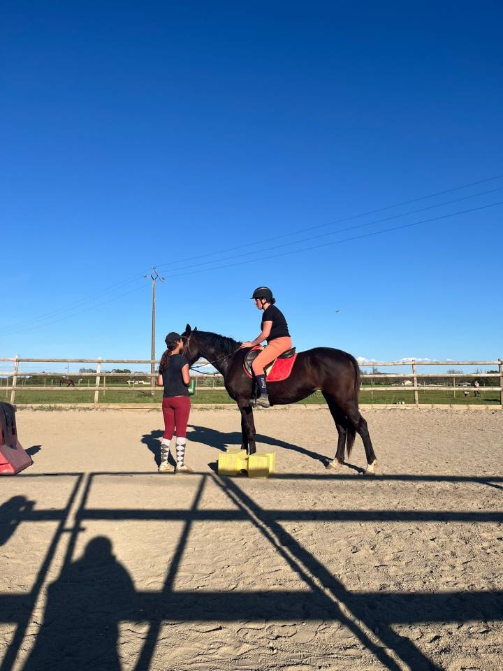 Jument de sport de 3 ans 
