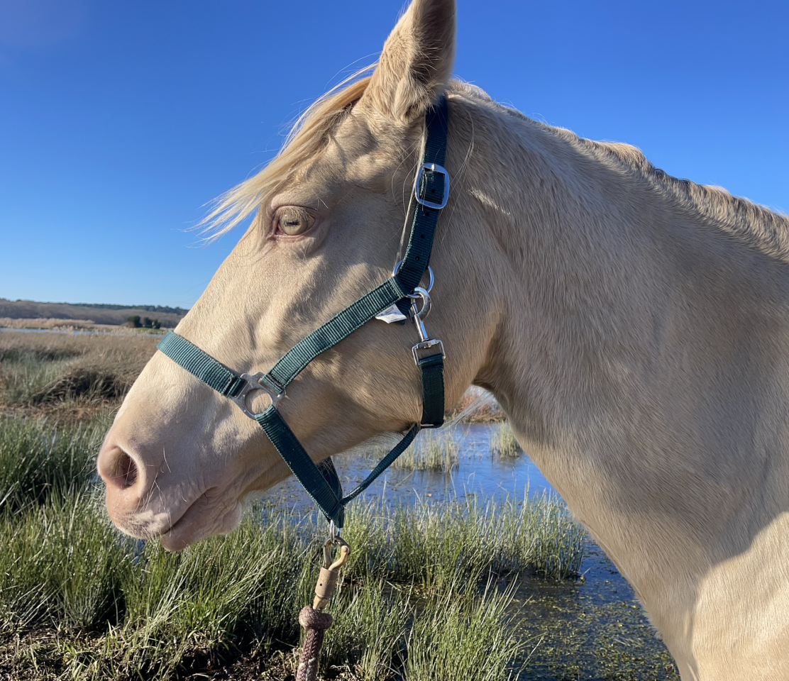 Jument Palomino ONC & son poulain Palomino ONC 