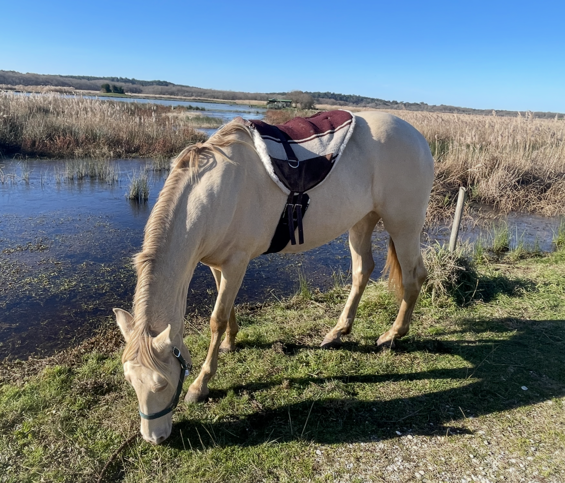 Jument Palomino ONC & son poulain Palomino ONC 