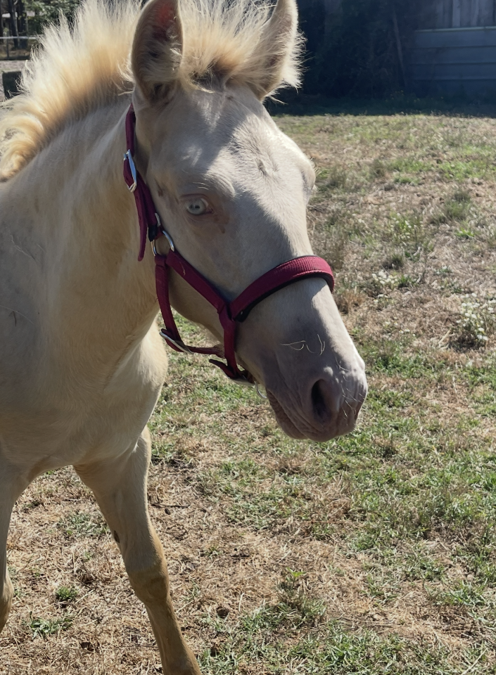 Jument Palomino ONC & son poulain Palomino ONC 