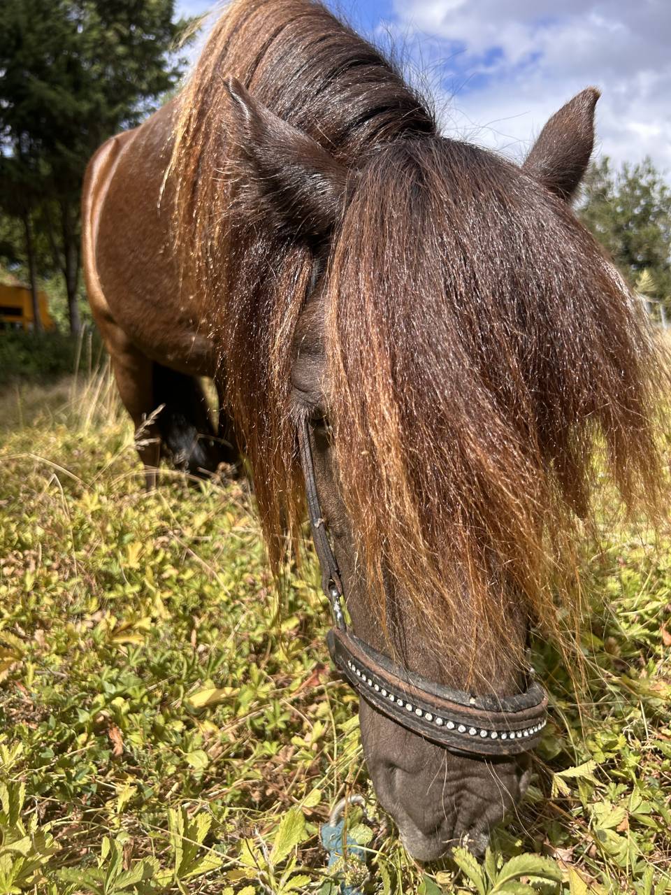 Poney shet