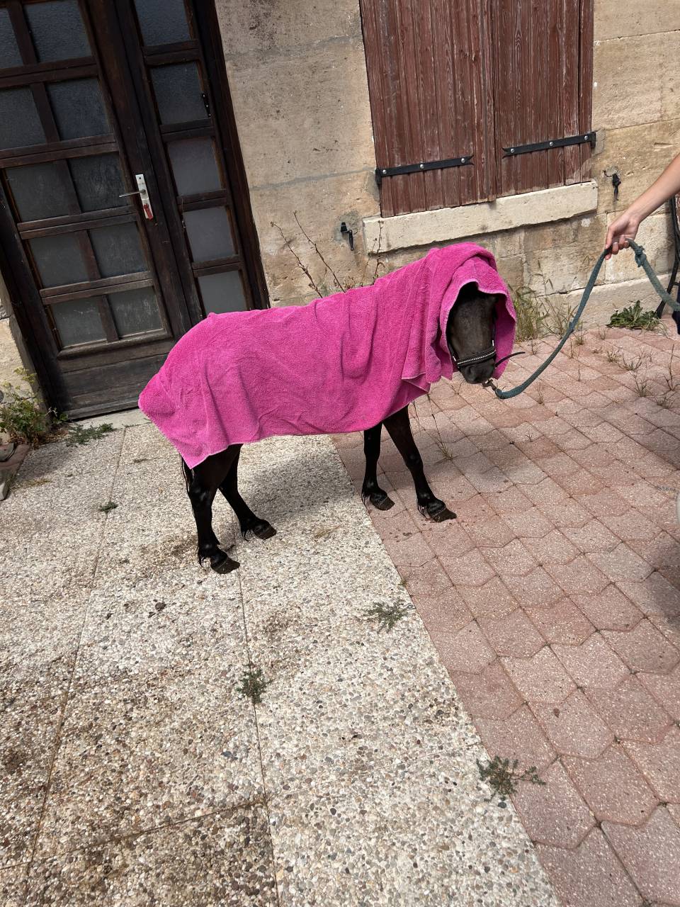 Poney shet