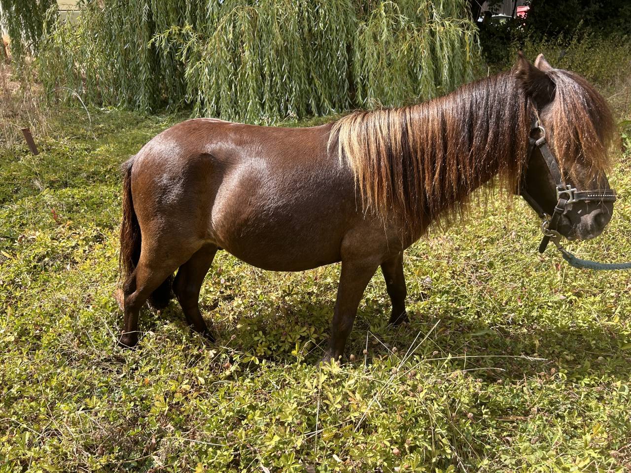 Poney shet