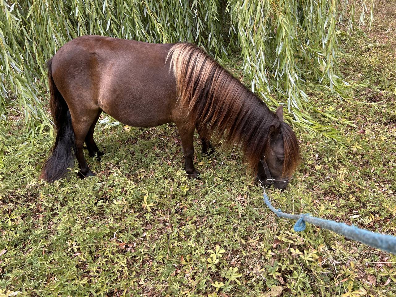 Poney shet