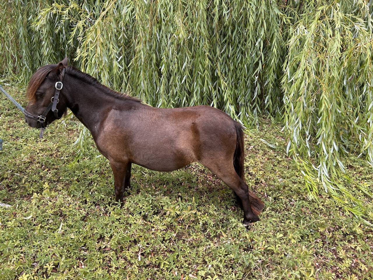 Poney shet