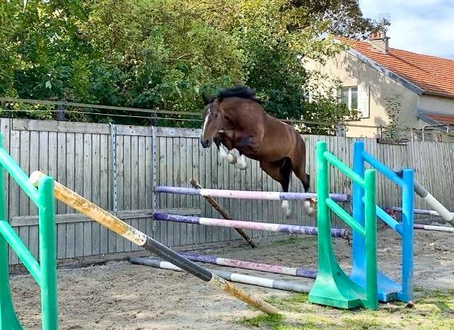 Hongre 3ans par Nervoso