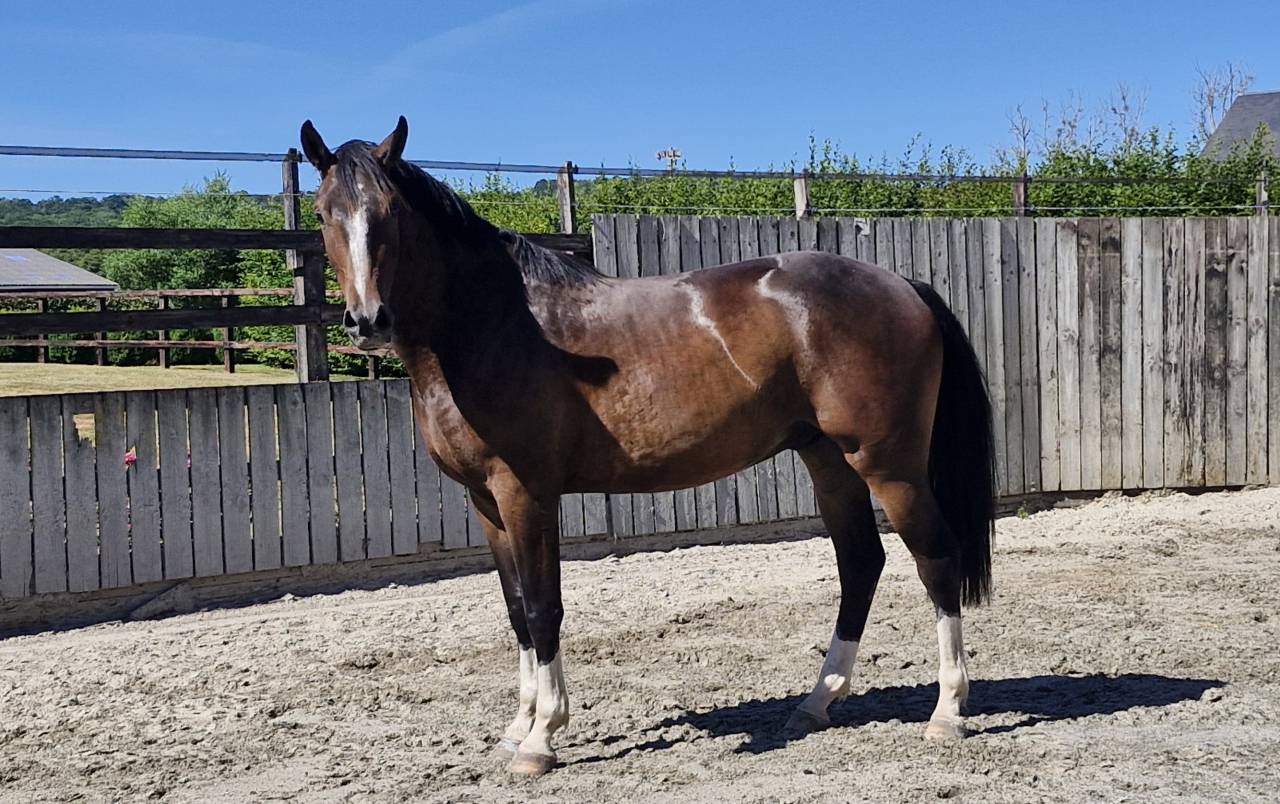 Hongre 3ans par Nervoso