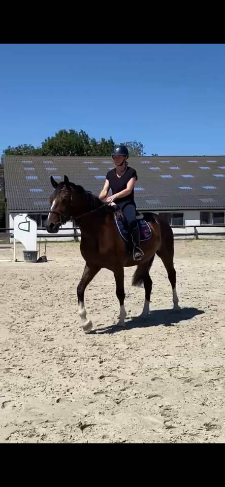 Hongre 3ans par Nervoso
