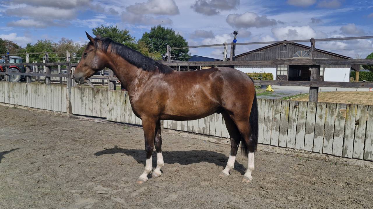 Hongre 3ans par Nervoso