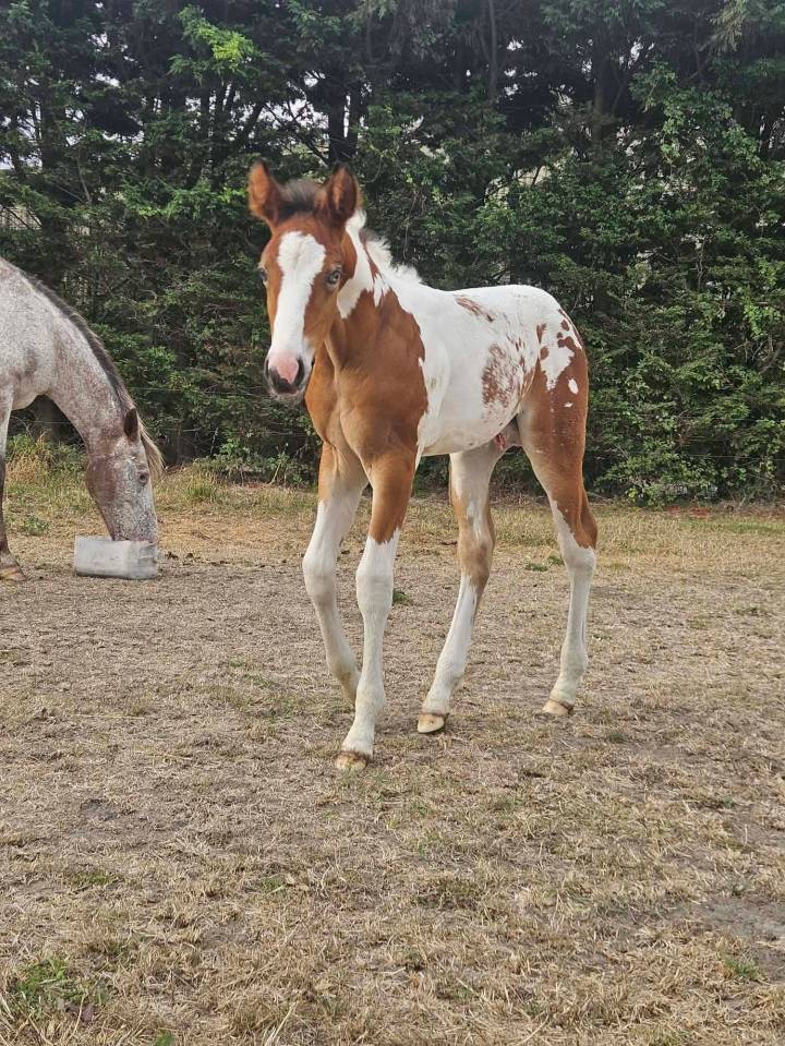 Poulain Q&rsquo;pidon