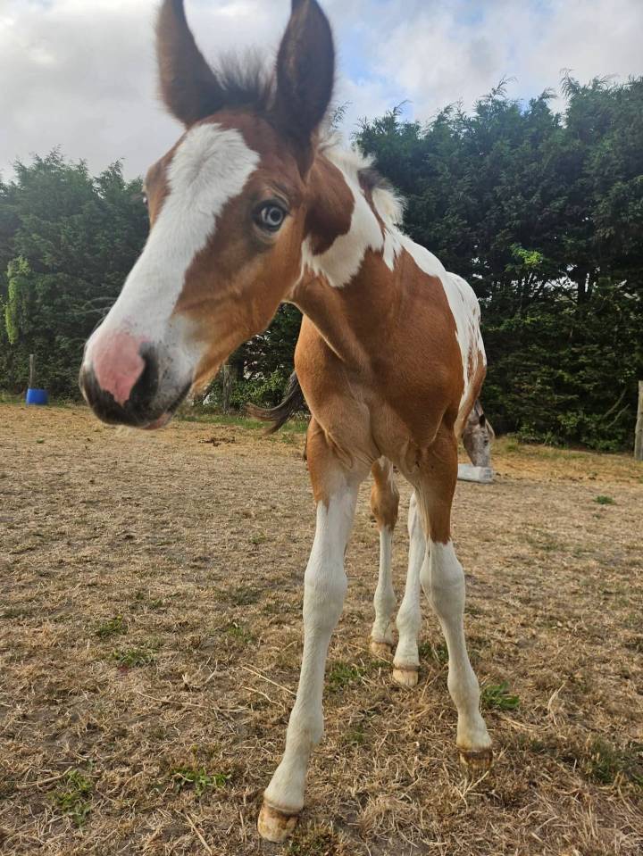 Poulain Q&rsquo;pidon