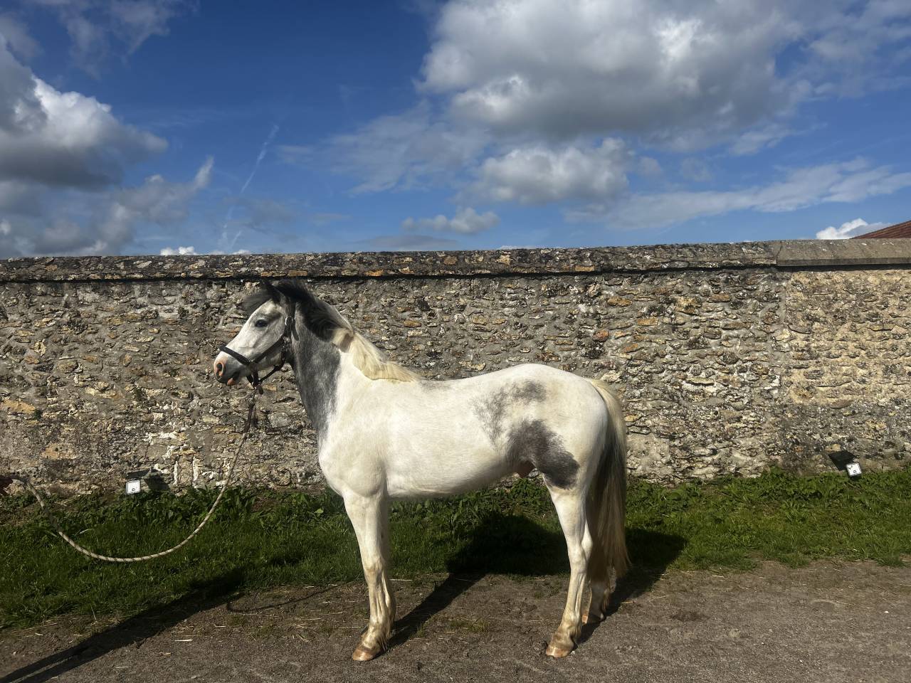 GRAND PONEY C