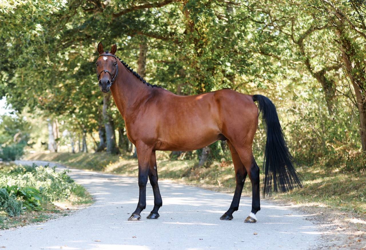Coat Arvorig &ndash; 14 ans, 1m57 
