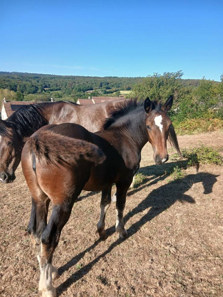 Pouliche cob normand pp 