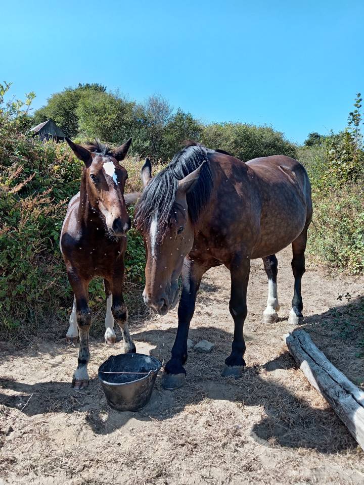 Pouliche cob normand pp 