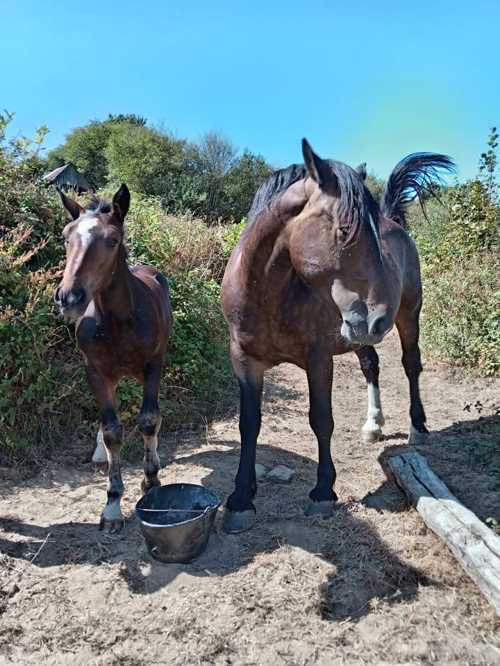 Pouliche cob normand pp 