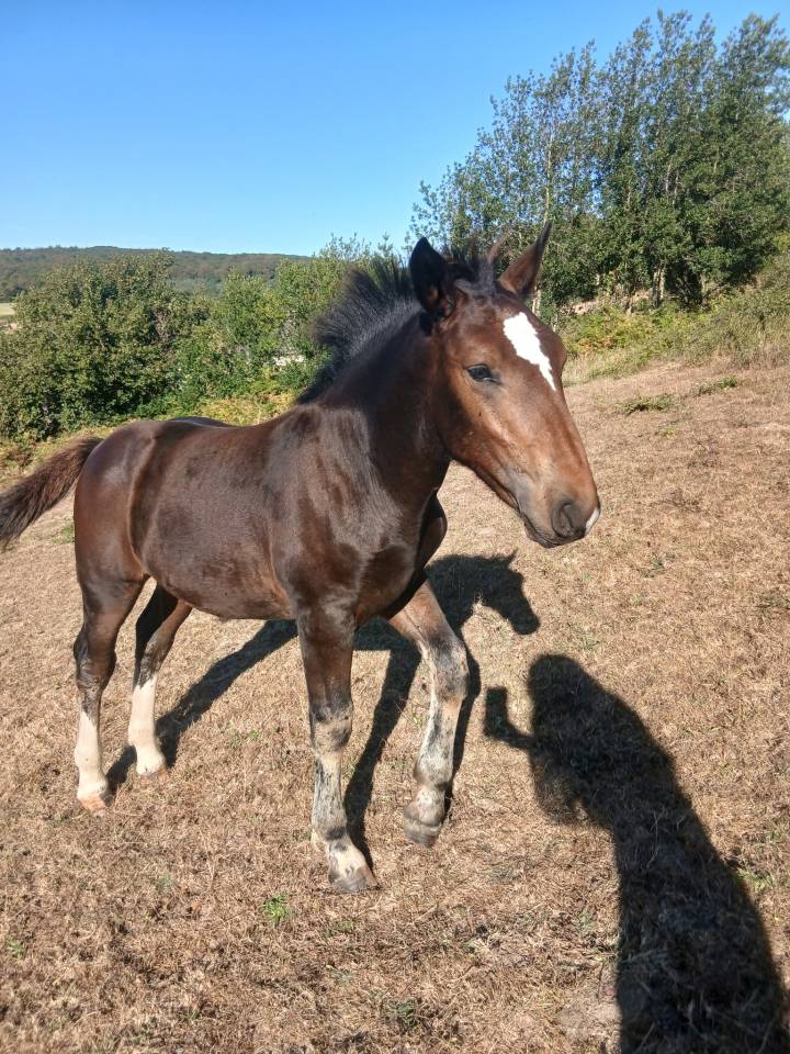 Pouliche cob normand pp 