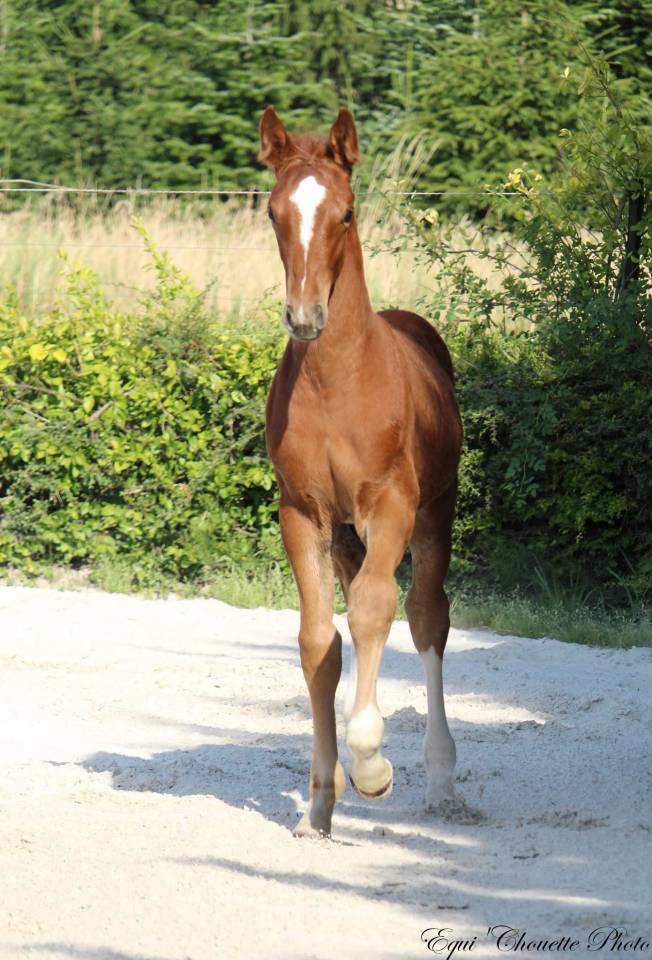 A vendre Foal M&acirc;le Selle fran&ccedil;ais 