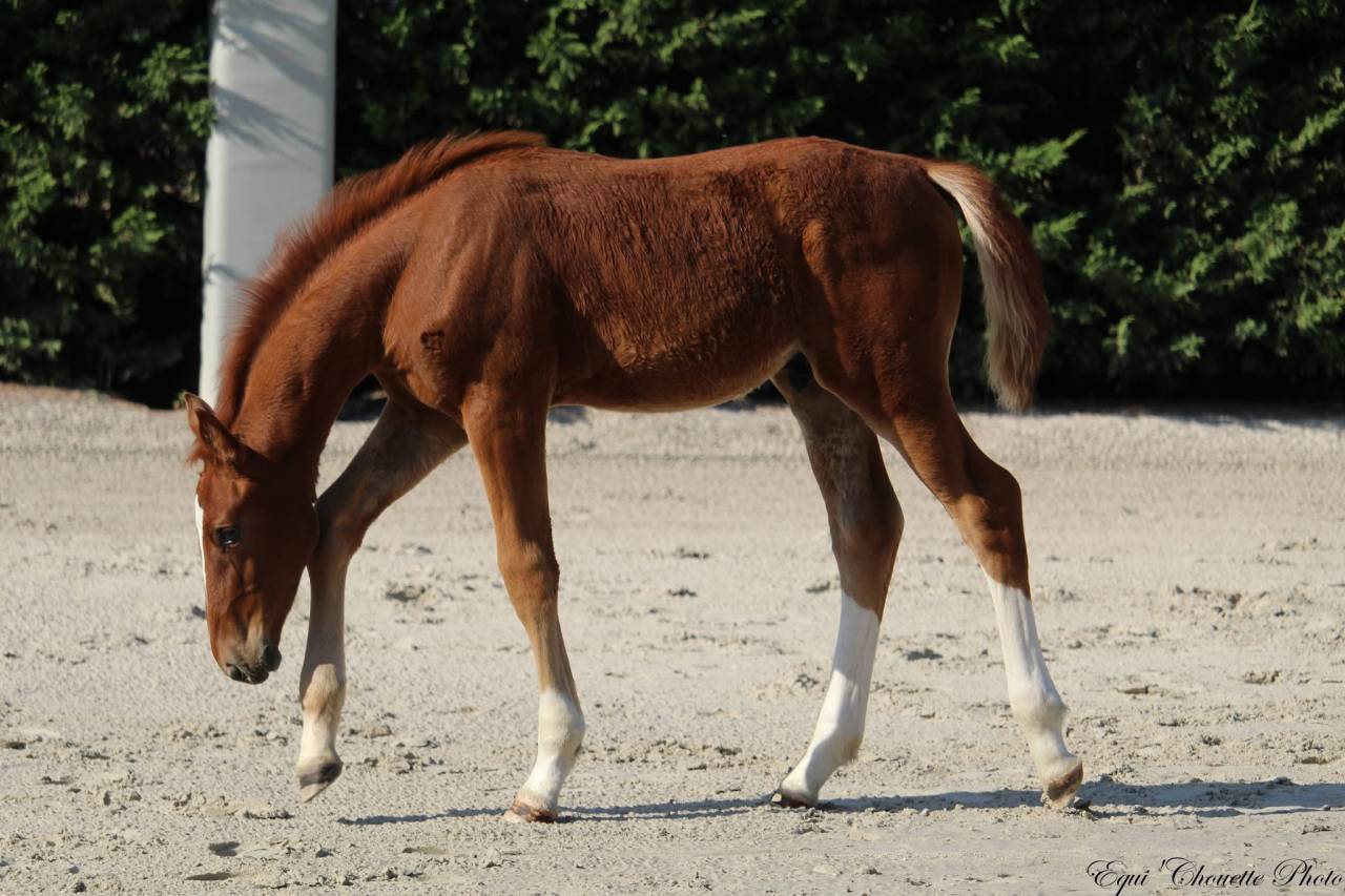A vendre Foal M&acirc;le Selle fran&ccedil;ais 