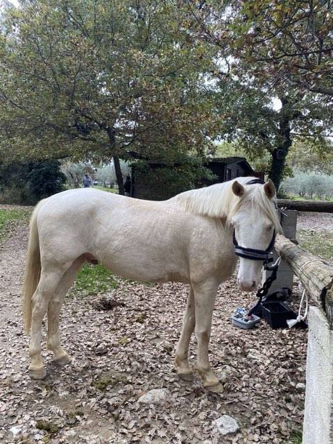 A vendre Odin, ongre de 8 ans, 168 cm, onc
