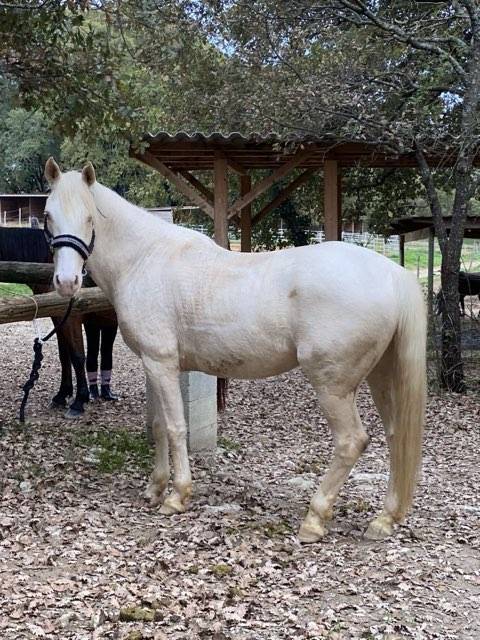 A vendre Odin, ongre de 8 ans, 168 cm, onc