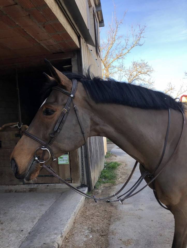 A VENDRE - hongre belge de 16 ans