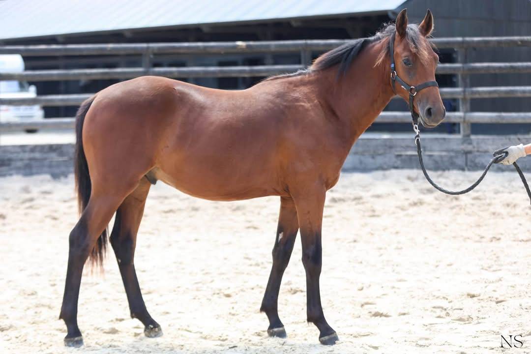 G&eacute;n&eacute;tique poney exceptionnelle 
