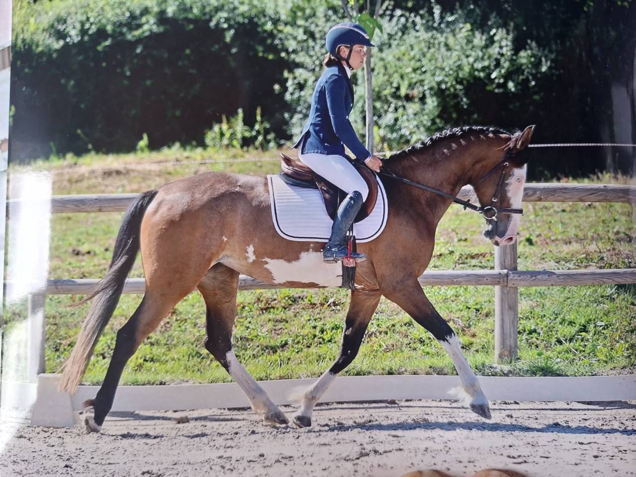 Jument - OC - 4 ans - CSO / Polyvalente - France