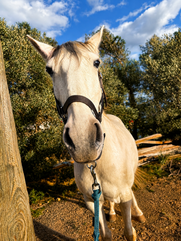 Lusitanien PP gris 13 ans &ndash; Cheval sensible, en reprise