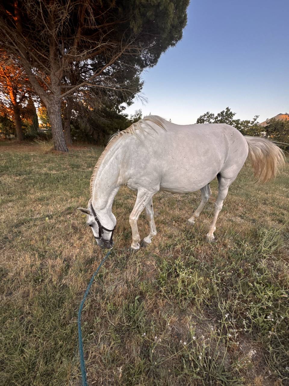 Lusitanien PP gris 13 ans &ndash; Cheval sensible, en reprise