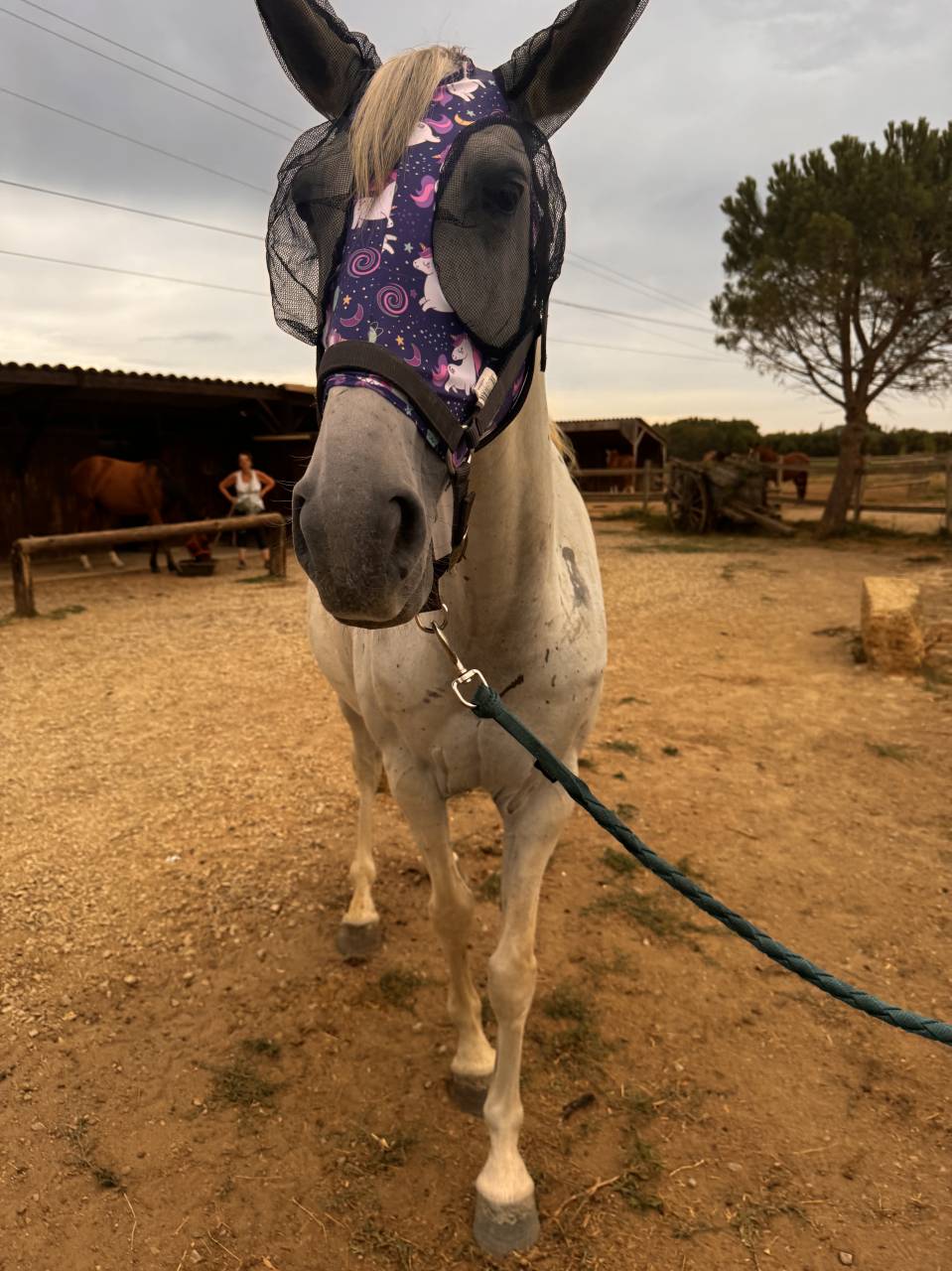 Lusitanien PP gris 13 ans &ndash; Cheval sensible, en reprise
