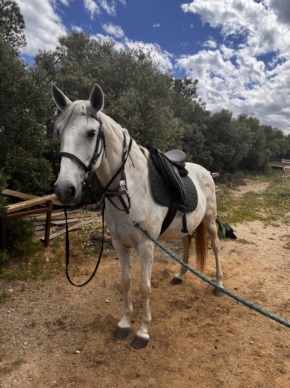 Lusitanien PP gris 13 ans &ndash; Cheval sensible, en reprise