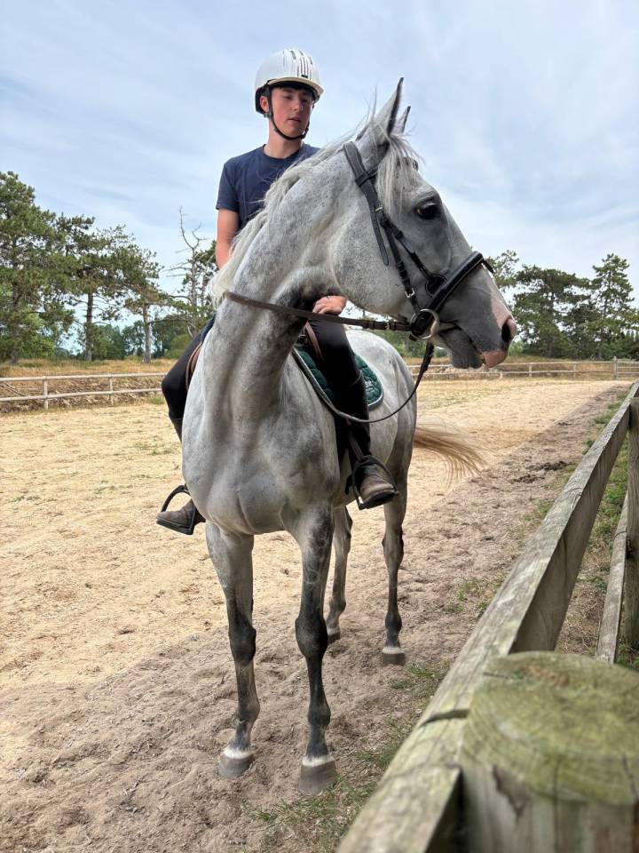 Cheval de famille