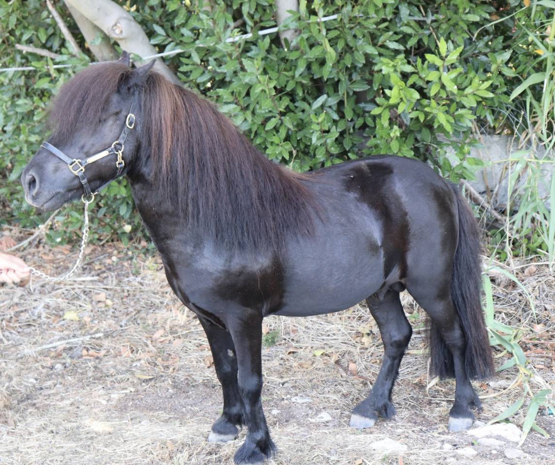 Super entier shetland 