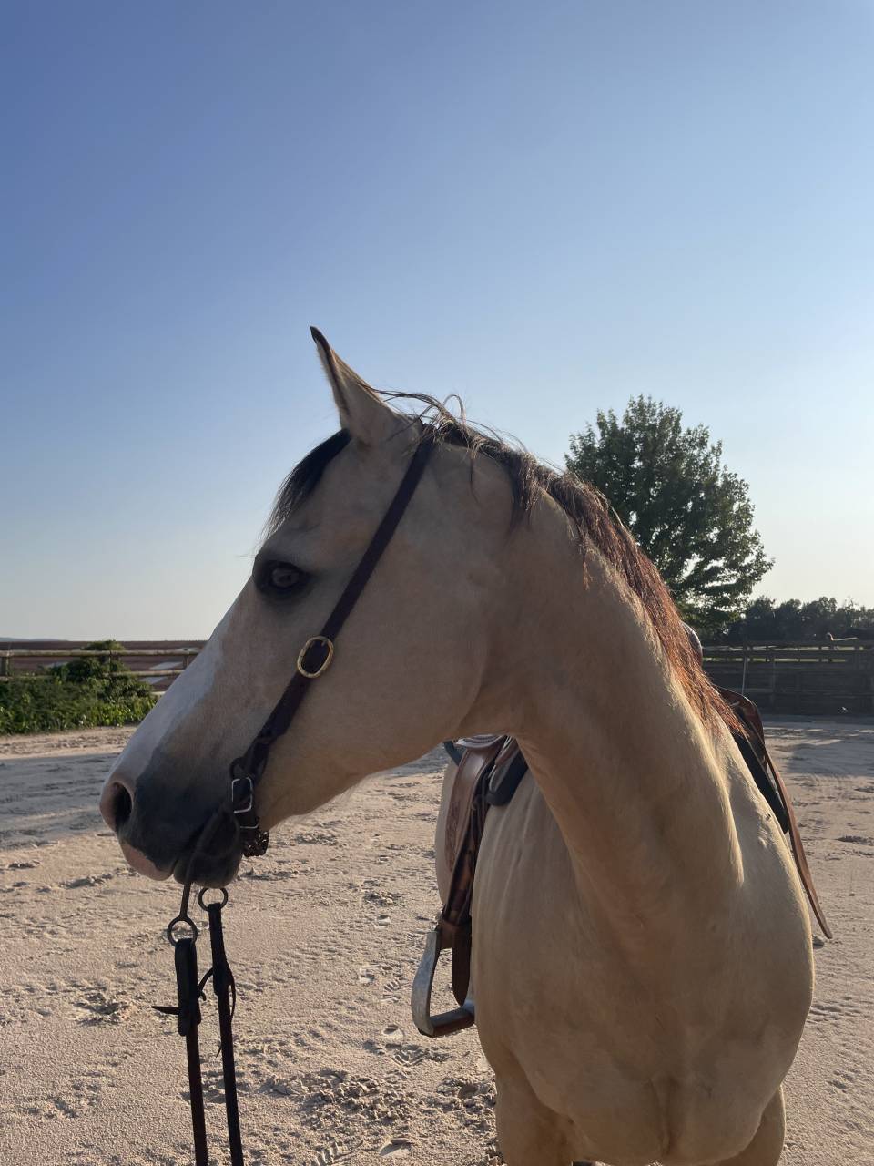 Demi-pension sur quarter horse