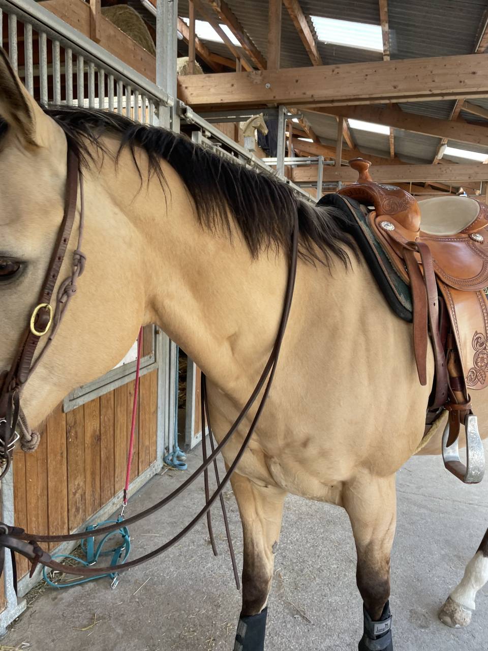 Demi-pension sur quarter horse