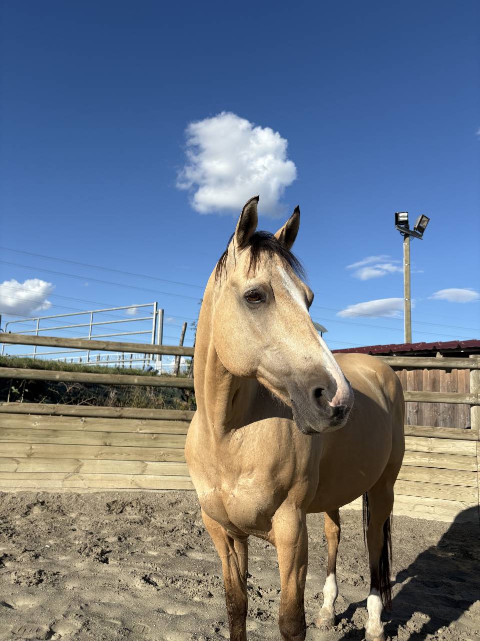 Demi-pension sur quarter horse