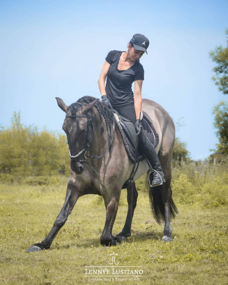&Eacute;talon Pur-Sang Lusitanien approuv&eacute;