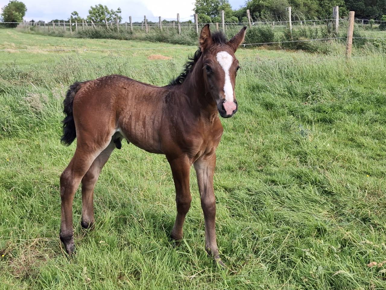 FOAL PFS m&acirc;le 