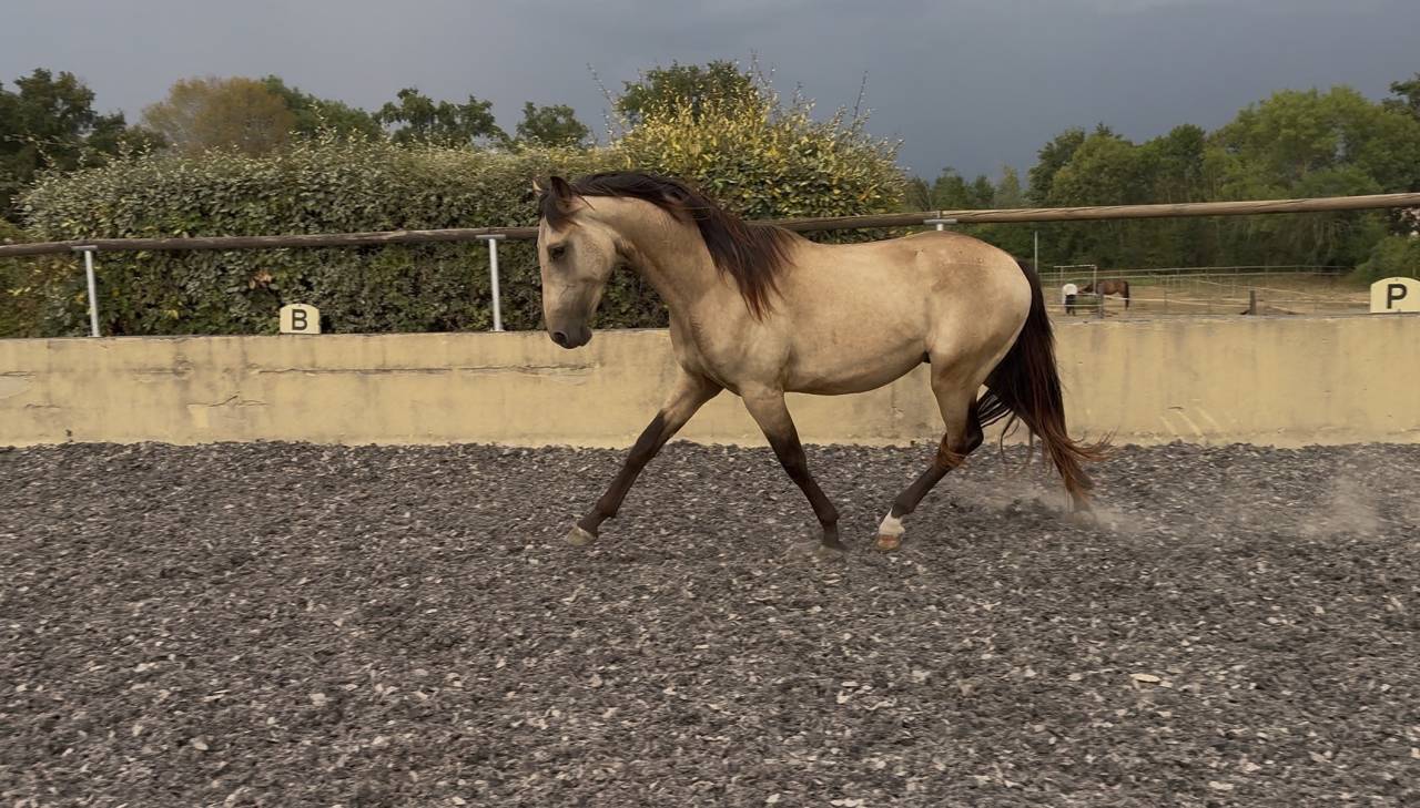 Poulain PRE pp - 2 ans - Isabelle 