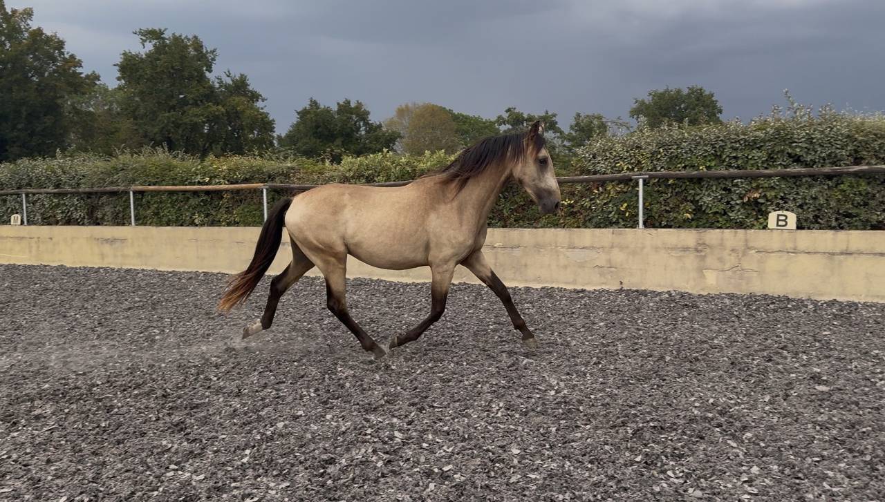 Poulain PRE pp - 2 ans - Isabelle 