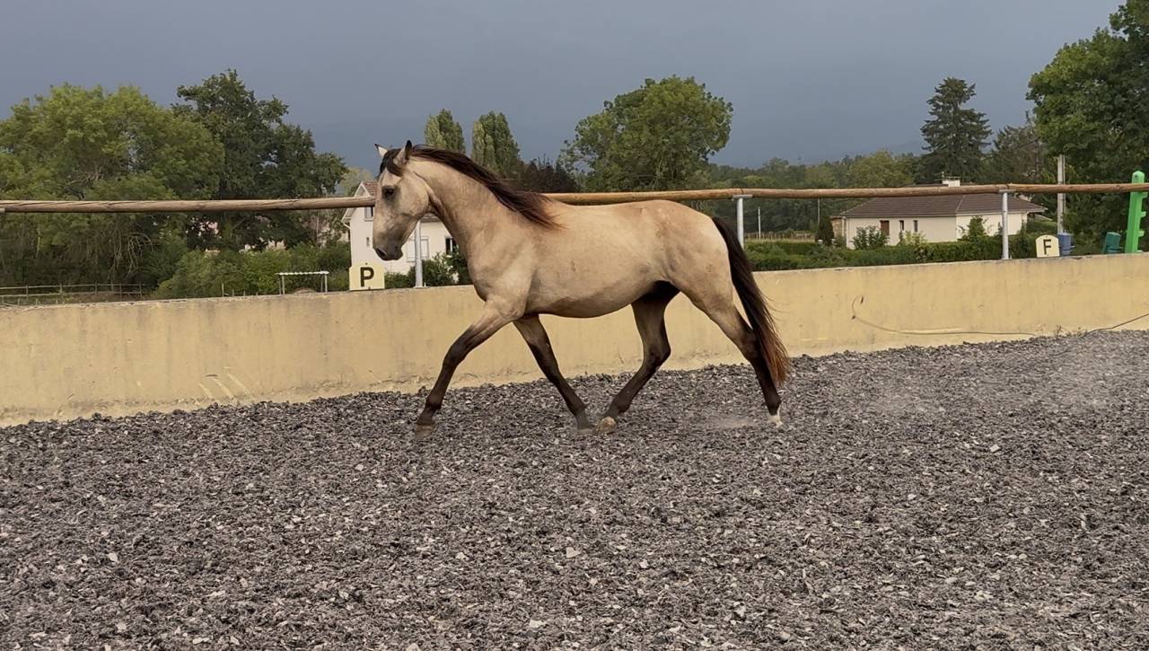 Poulain PRE pp - 2 ans - Isabelle 