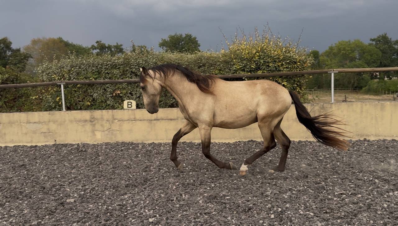 Poulain PRE pp - 2 ans - Isabelle 